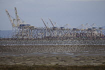 Western Sandpiper (Calidris mauri) flock flying over mudflats near Tsawwassen with shipping cranes in background, Fraser River, British Columbia, Canada