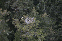 Bald Eagle (Haliaeetus leucocephalus) pair on nest, Yakutat, Alaska