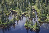 Lake and taiga, Tongass National Forest, Yakutat, Alaska
