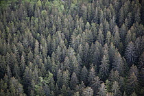 Spruce (Picea sp) forest, Tongass National Forest, Yakutat, Alaska