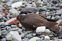 Black Oystercatcher (Haematopus bachmani) using broken-wing display to lure intruders away from the nest, Icy Bay, Wrangell-St. Elias National Park, Alaska