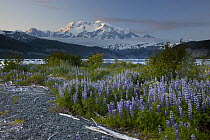 Lupine (Lupinus sp) flowers and Mount Saint Elias rising above Taan Fjord, Icy Bay, Wrangell-St. Elias National Park, Alaska