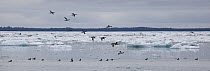 Common Merganser (Mergus merganser) flock landing among bergy bits, Taan Fjord, Icy Bay, Wrangell-St. Elias National Park, Alaska