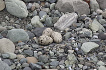 Semipalmated Plover (Charadrius semipalmatus) ground nest with three camouflaged eggs, Icy Bay, Wrangell-St. Elias National Park, Alaska