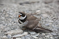 Semipalmated Plover (Charadrius semipalmatus) using broken-wing display to lure intruders away from the nest, Icy Bay, Wrangell-St. Elias National Park, Alaska