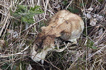 Grizzly Bear (Ursus arctos horribilis) skull, Lost Coast near Dry Bay, Glacier Bay National Park, Alaska