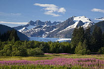 Wildflowers and Mendenhall Glacier near Juneau, Alaska