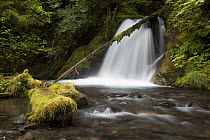 Waterfall in temperate rainforest interior, Sitka, Alaska