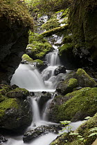 Cascading creek in temperate rainforest interior, Sitka, Alaska