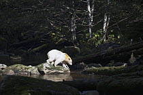 Kermode Bear (Ursus americanus kermodei), white morph called spirit bear, male, Great Bear Rainforest, British Columbia, Canada