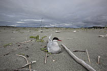 Arctic Tern (Sterna paradisaea) incubating eggs on ground nest, Yakutat, Alaska