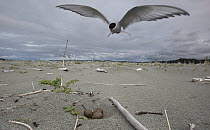 Arctic Tern (Sterna paradisaea) protecting ground nest and eggs, Yakutat, Alaska
