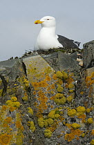 Kelp Gull (Larus dominicanus) on nest, Half Moon Island, South Shetland Islands, Antarctica