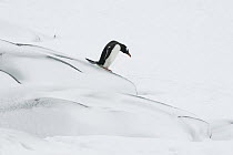 Gentoo Penguin (Pygoscelis papua) descending rocks in deep snow, Antarctic Peninsula, Antarctica