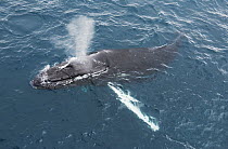Humpback Whale (Megaptera novaeangliae) surfacing, Gerlache Strait, Antarctic Peninsula, Antarctica