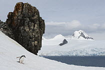 Chinstrap Penguin (Pygoscelis antarctica) sliding down snow-covered hillside, Half Moon Island, South Shetland Islands, Antarctica