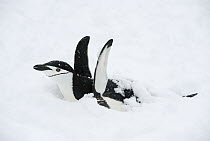 Chinstrap Penguin (Pygoscelis antarctica) flapping snow off of itself while incubating egg after heavy snowfall, Antarctic Peninsula, Antarctica