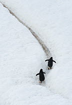Gentoo Penguin (Pygoscelis papua) pair returning to colony after heavy snowfall, Antarctic Peninsula, Antarctica