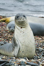 Southern Elephant Seal (Mirounga leonina) pup, South Shetland Islands, Antarctica