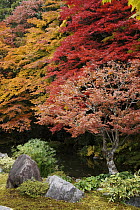 Japanese Maple (Acer palmatum) trees in fall colors, Kyoto, Japan