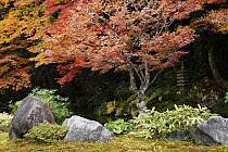 Japanese Maple (Acer palmatum) trees in fall colors, Kyoto, Japan