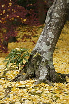 Ginkgo (Ginkgo biloba) tree trunk with Coral Ardisia (Ardisia crenata) bush, Kyoto, Japan