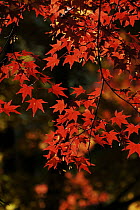 Japanese Maple (Acer palmatum) leaves in fall colors, Kyoto, Japan