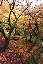 Japanese Maple (Acer palmatum) forest in fall colors, Kyoto, Japan