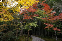 Japanese Maple (Acer palmatum) forest in fall colors, Kyoto, Japan