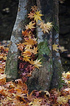 Japanese Maple (Acer palmatum) leaves in fall colors, Kyoto, Japan
