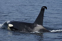 Orca (Orcinus orca) male with curved dorsal fin, Shiretoko, Hokkaido, Japan