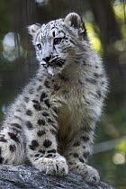 Snow Leopard (Uncia uncia) cub, Japan