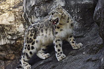 Snow Leopard (Uncia uncia) sub-adult, Japan