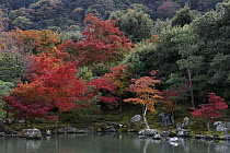 Japanese Maple (Acer palmatum) trees in fall colors, Tenryu-ji Temple, Kyoto, Japan