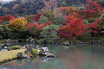 Japanese Maple (Acer palmatum) trees in fall colors, Tenryu-ji Temple, Kyoto, Japan