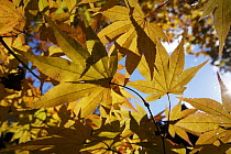 Japanese Maple (Acer palmatum) leaves in fall colors, Tenryu-ji Temple, Kyoto, Japan