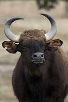 Indian Gaur (Bos frontalis) female, native to Asia