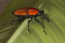 Palm Weevil (Rhynchophorus sp) with aposematic coloration, native to Asia