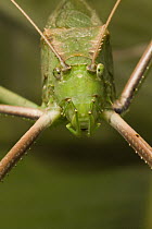 Katydid (Tettigoniidae), native to tropical regions