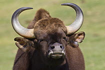 Indian Gaur (Bos frontalis) male, native to Asia