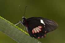Cattleheart (Parides sp) butterfly, native to the Americas