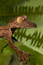 Common Flat-tail Gecko (Uroplatus fimbriatus), native to Africa