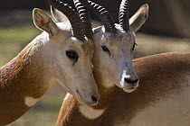 Addra Gazelle (Nanger dama) pair bonding, native to Africa