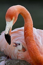 Greater Flamingo (Phoenicopterus ruber) with chick, native to Africa, Asia, and Europe