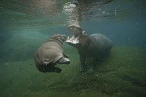 East African River Hippopotamus (Hippopotamus amphibius kiboko) mother with swimming calf, native to Africa