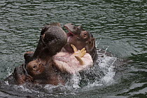 East African River Hippopotamus (Hippopotamus amphibius kiboko) playing with calf, native to Africa