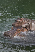 East African River Hippopotamus (Hippopotamus amphibius kiboko) playing with calf, native to Africa