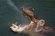East African River Hippopotamus (Hippopotamus amphibius kiboko) female getting sprayed, native to Africa