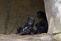 Western Lowland Gorilla (Gorilla gorilla gorilla) mother holding baby, native to Africa
