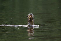 Giant River Otter (Pteronura brasiliensis) on lookout while swimming, Manu National Park, Peru